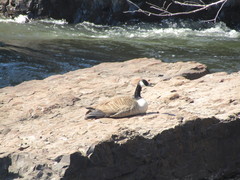 Branta canadensis