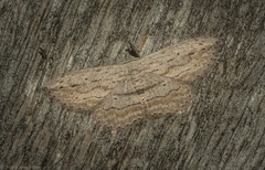 Scopula desita