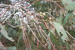 Eucalyptus blakelyi