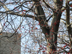 Sciurus carolinensis