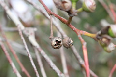 Eucalyptus blakelyi