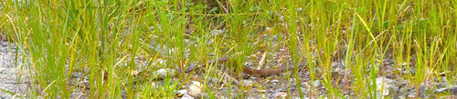 Brown Rat Snake, Ptyas fusca