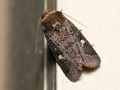 Proteuxoa hydraecioides