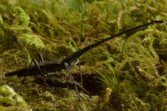 Lasiorhynchus barbicornis