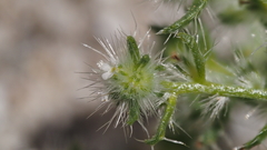 Cryptantha maritima pilosa