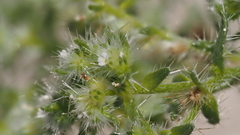 Cryptantha maritima pilosa