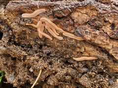 Brachycybe lecontii