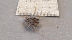 Cryptantha maritima pilosa