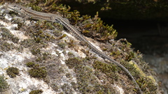 Podarcis guadarramae