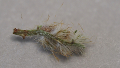 Cryptantha maritima pilosa