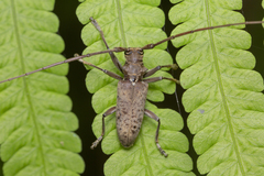 Acalolepta rusticatrix