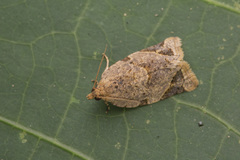 Neocalyptis affinisana