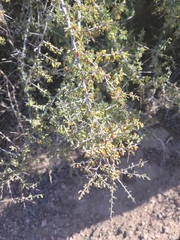 Condalia globosa pubescens