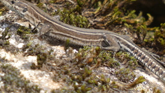 Podarcis guadarramae