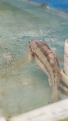 Tridentiger bifasciatus