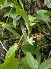 Passiflora capsularis