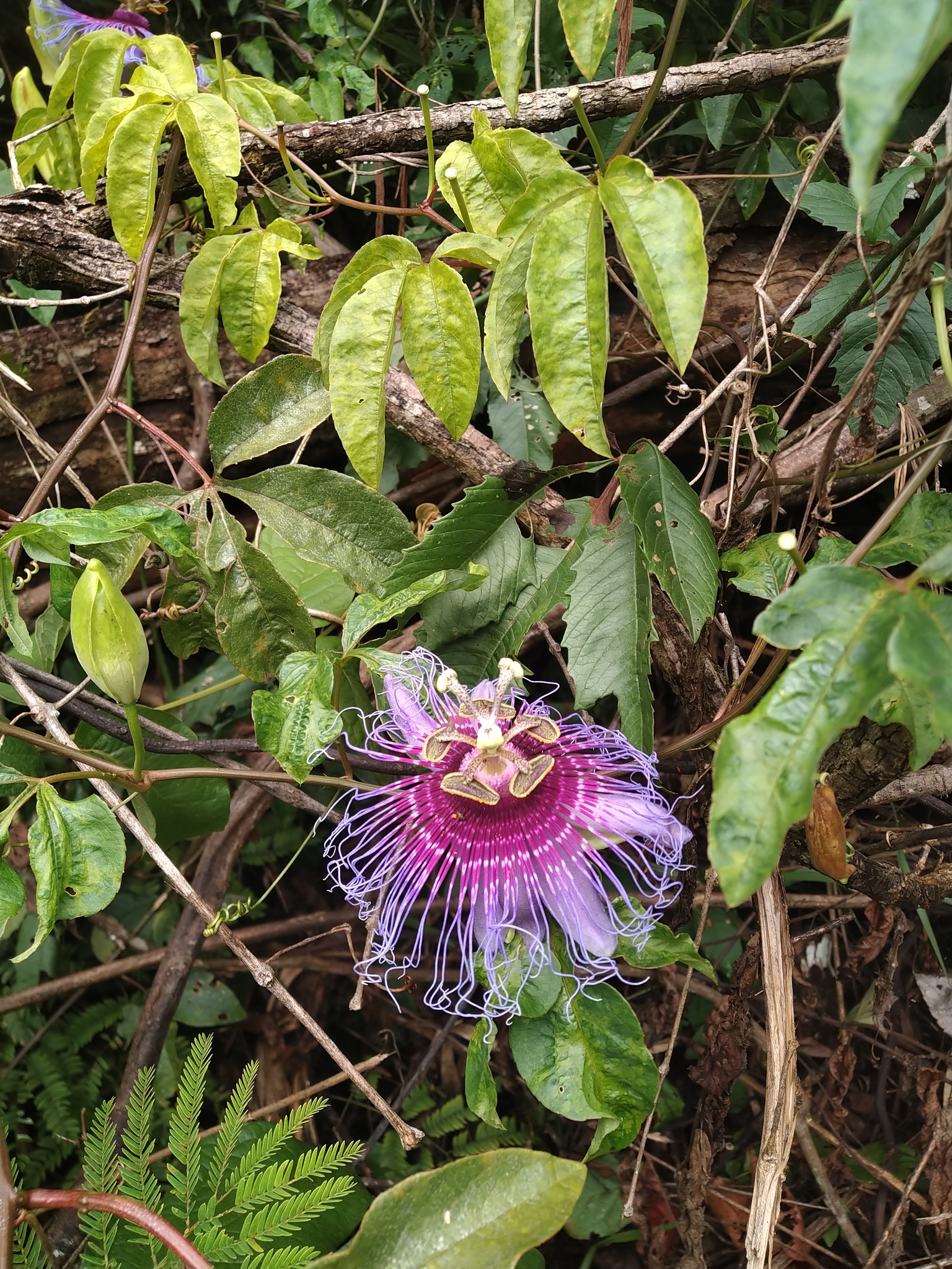 Passiflora cincinnata