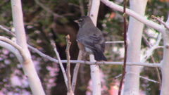 Turdus migratorius