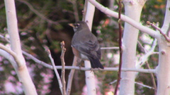 Turdus migratorius