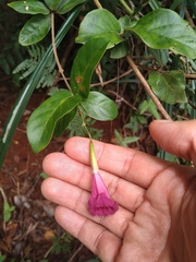 Bignoniaceae