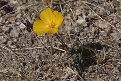 Eschscholzia androuxii
