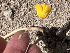 Eschscholzia androuxii