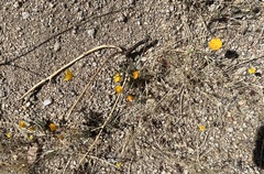 Eschscholzia androuxii