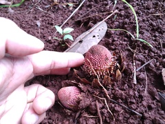 Langsdorffia hypogaea