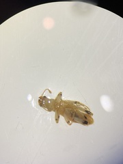 Lemidia aptera