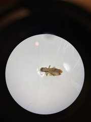 Lemidia aptera