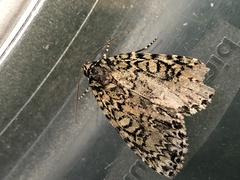 Acronicta heitzmani