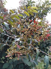 Malpighiaceae
