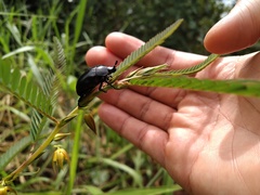 Coleoptera
