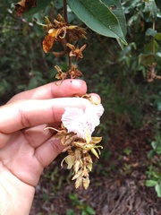 Qualea