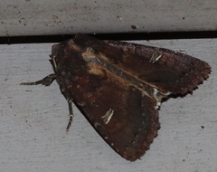 Neumichtis adamantina