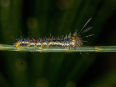 Pernattia pusilla