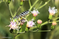 Stictia signata