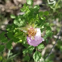 Rosa minutifolia