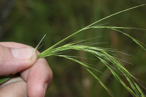 Microlaena stipoides