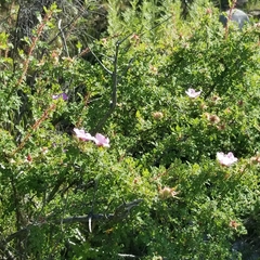 Rosa minutifolia