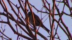 Haemorhous mexicanus