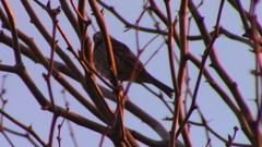 Haemorhous mexicanus