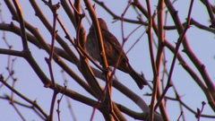 Haemorhous mexicanus