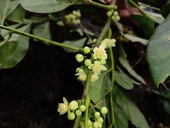 Trichilia havanensis