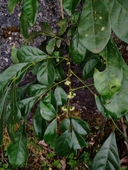 Trichilia havanensis