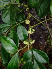 Trichilia havanensis