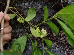 Trichilia havanensis