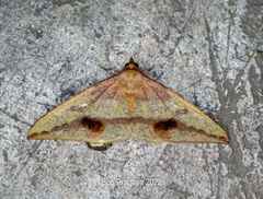 Heterolocha biplagiata