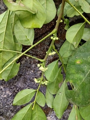 Trichilia havanensis