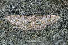 Geometridae
